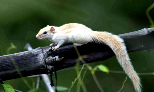 നെട്ടയിൽ അപൂര്‍വ വെളുത്ത അണ്ണാൻ