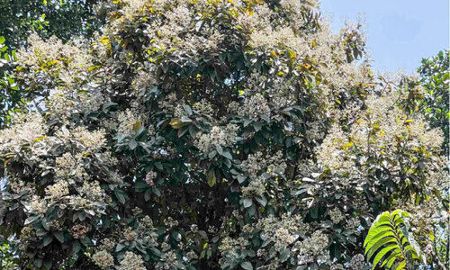 കരുണമരങ്ങൾ പൂവിട്ടു; മലയോരങ്ങളിൽ ഇനി തേൻകാലം