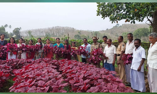 സംസ്ഥാന കര്‍ഷക പുരസ്കാരം; പുരസ്കാര നിറവിൽ തുറന്ന ജയിൽ