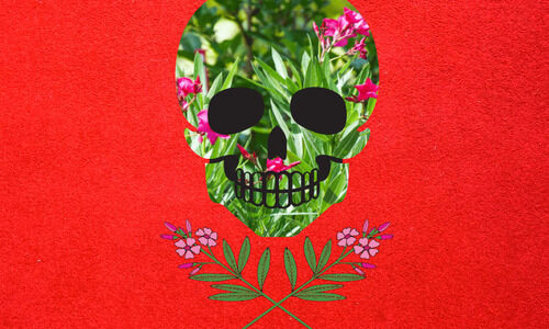 വീടുകളിൽ പെരുകുന്നു; അപായം അരളിച്ചെടി