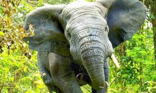 കാടിറങ്ങു​ന്ന മൃഗങ്ങളും   കാടു കയറുന്ന മനുഷ്യരും