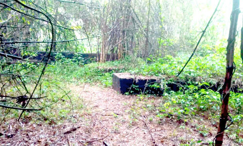 അനാഥമായി ചങ്ങരോത്തെ ബാംബു പാര്‍ക്ക്