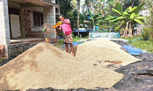 നെല്ല് സംഭരണം വൈകുന്നു; കർഷകർ ദുരിതത്തിൽ നെല്ല് സംഭരണം വൈകുന്നു; കർഷകർ ദുരിതത്തിൽ