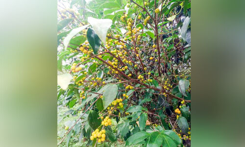 ദൃശ്യചാരുതയേറ്റി കായാമ്പു മരങ്ങൾ ദൃശ്യചാരുതയേറ്റി കായാമ്പു മരങ്ങൾ