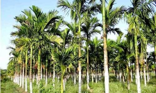 പതിയെ മറയുന്നു കമുകും അടക്കയും പതിയെ മറയുന്നു കമുകും അടക്കയും