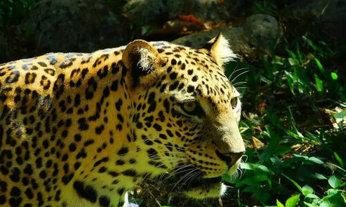 നാട്ടിൽ കറങ്ങിനടന്ന് പുലി; വട്ടം കറങ്ങി ജനം നാട്ടിൽ കറങ്ങിനടന്ന് പുലി; വട്ടം കറങ്ങി ജനം