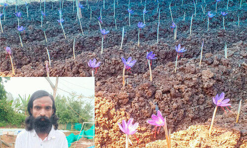 കുങ്കു​മപ്പൂക്കൾ പൂക്കുന്ന നേരം...