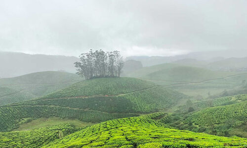മഞ്ഞിലും കുളിരിലും മൂന്നാർ; താപനില ഈ മാസം മൈനസായേക്കും
