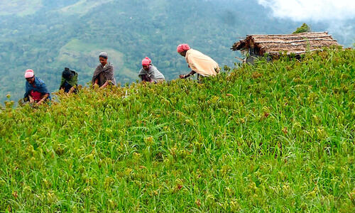 റാഗിയിൽ ആടുവിളന്താനെഴുതുന്നു  അതിജീവനം