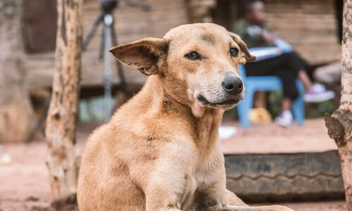തണ്ണീർമുക്കത്ത്​​ തെരുവു നായ്​ ആക്രമണം; എട്ടുപേർക്ക്​ പരിക്ക്; നാ​യെ നാ​ട്ടു​കാ​ർ ത​ല്ലി​ക്കൊ​ന്നു; ഓ​ടു​ന്ന​തി​നി​ടെ വീ​ണ്​ വീ​ട്ട​മ്മ​യു​ടെ കൈ​യൊ​ടി​ഞ്ഞു