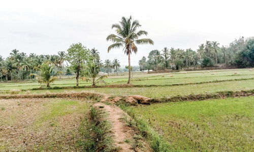 മഴ കാത്ത് കർഷകർ