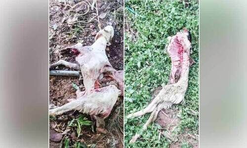 വളർത്തു മൃഗങ്ങളെ നായ്ക്കൾ കൊന്നുതിന്നുന്നതായി പരാതി