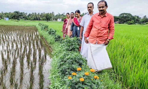 നെൽക്കതിർ പുരസ്കാരം: അഭിമാനത്തോടെ തുമ്പിടി കരിപ്പായി പാടശേഖരസമിതി നെൽക്കതിർ പുരസ്കാരം: അഭിമാനത്തോടെ തുമ്പിടി കരിപ്പായി പാടശേഖരസമിതി