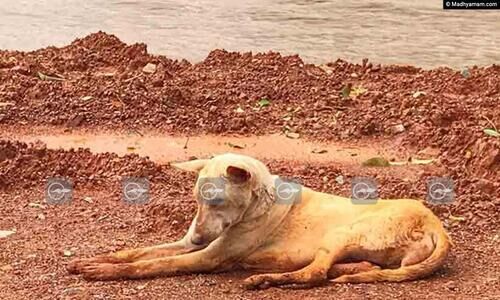 ആ നദിക്കരയിൽ അവൻ പ്രതീക്ഷയോടെ കാത്തിരിപ്പ് തുടരുന്നു; യജമാനനും കുടുംബവും ഒരിക്കലും തിരിച്ചുവരില്ല എന്നറിയാതെ...