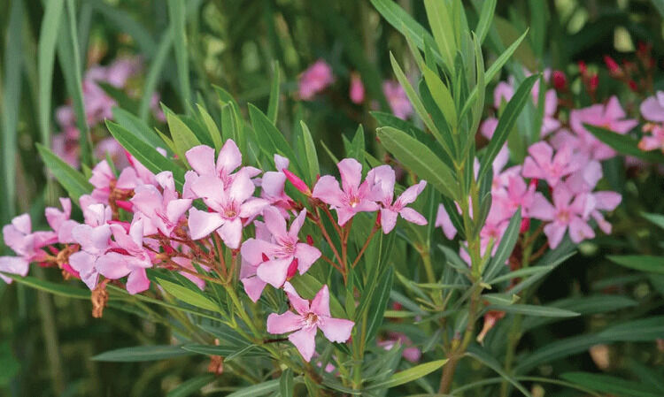 കരുതിയിരിക്കാം വിഷ സസ്യങ്ങളെ