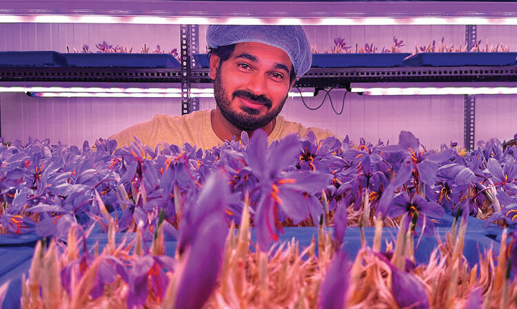 കശ്മീരിൽ വളരുന്ന കുങ്കുമം കേരളത്തിൽ കൃഷി ചെയ്ത് യുവാവ്... കൃഷി വിജയകരമാക്കിയത് ഈ സൂത്രപ്പണിയിലൂടെ