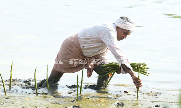 ‘ലക്ഷക്കണക്കിന് കണ്ടൽച്ചെടികൾ സ്വന്തം കൈകളാൽ നട്ടുപിടിപ്പിച്ചു’ -അറിയാം, ‘കണ്ടൽ രാജ’ എന്ന പാറയിൽ രാജന്‍റെ പരിസ്ഥിതി ജീവിതം