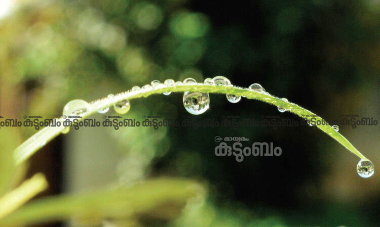 കർക്കടക മാസത്തിലെ ‘കർക്കടക ചകിത്സ’; ഗുണങ്ങളറിയാം