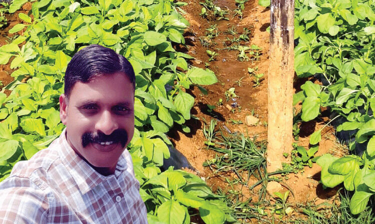 ‘കൃഷിയിലെ വരുമാനം ഉപയോഗിച്ച് ടിപ്പറും കാറും ഭൂമിയുമെല്ലാം സ്വന്തമാക്കി’ -ഡ്രൈവർ ജോലി ഉപേക്ഷിച്ച് മണ്ണിലിറങ്ങി പൊന്നുവിളയിക്കുകയാണ് വയനാട്ടുകാരൻ അനൂസ്