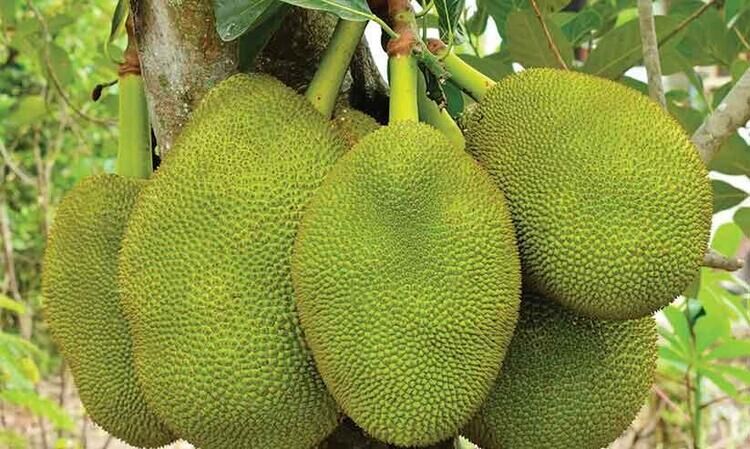 ആവശ്യക്കാർ ഏറി, ചക്ക തിരിയിട്ട്​ തുടങ്ങുമ്പോഴേ അഡ്വാൻസ് നൽകി പ്ലാവ് ബുക്ക് ചെയ്ത് കച്ചവടക്കാർ...