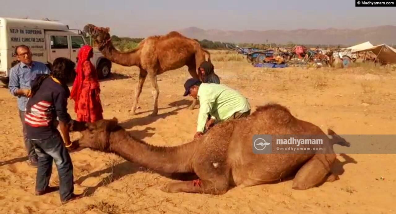 ഒട്ടകങ്ങളുടെ പുഷ്കർ മേള ഒട്ടകങ്ങളുടെ പുഷ്കർ മേള