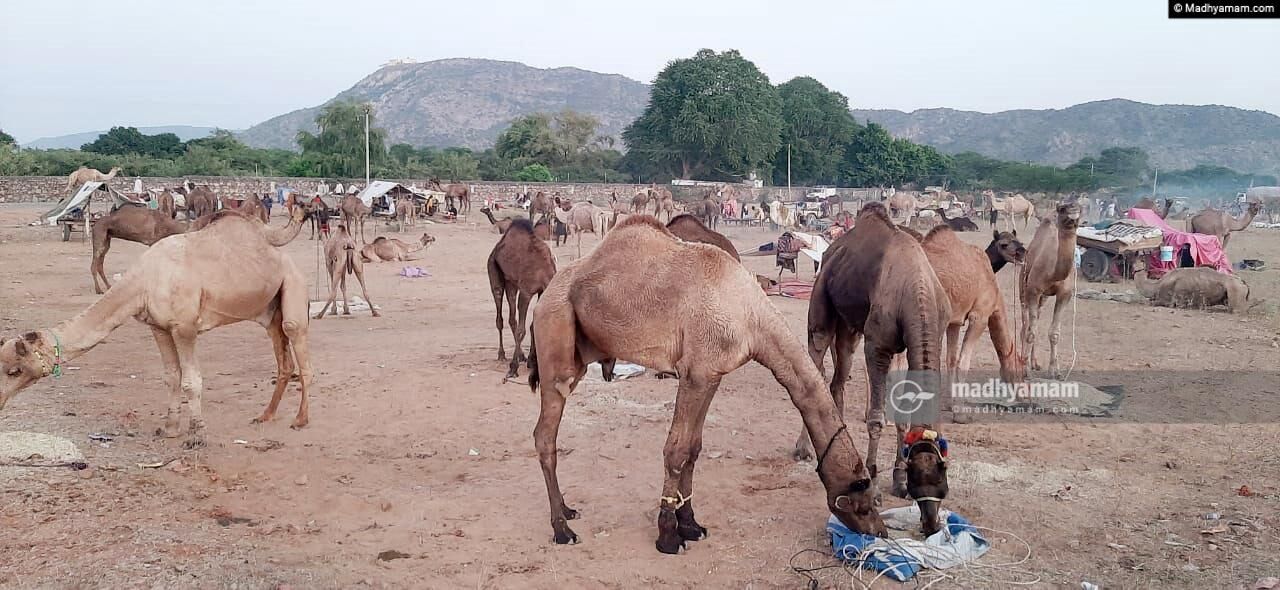 ഒട്ടകങ്ങളുടെ പുഷ്കർ മേള ഒട്ടകങ്ങളുടെ പുഷ്കർ മേള
