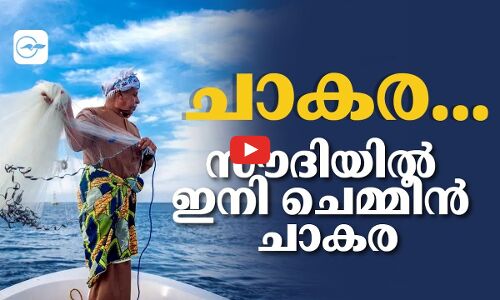 ചാകര...സൗദിയിൽ ഇനി ചെമ്മീൻ ചാകര