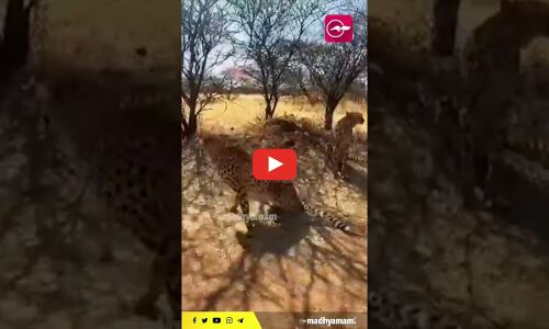 നമീബിയയിൽ നിന്നും ഇന്ത്യ വാങ്ങിയ ചീറ്റകൾ നാളെയെത്തും