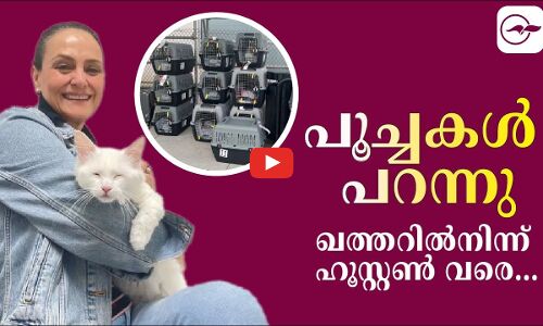 പൂച്ചകൾ പറന്നു; ഖത്തറിൽനിന്ന് ഹൂസ്റ്റൺ വരെ...
