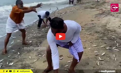 മത്തിച്ചാകര മാറാടും!