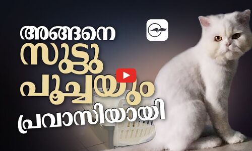 അങ്ങനെ സുട്ടു പൂച്ചയും പ്രവാസിയായി