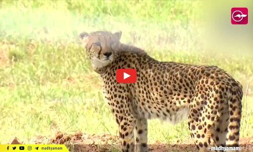 പറന്നെത്തിയ ചീറ്റപ്പുലികളെ പുറത്ത് വിട്ട് പ്രധാനമന്ത്രി