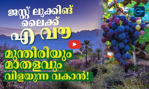 ജസ്റ്റ് ലുക്കിങ് ലൈക്ക് എ വൗ........ മുന്തിരിയും  മാതളനാരങ്ങയും വിളയുന്ന വകാൻ!