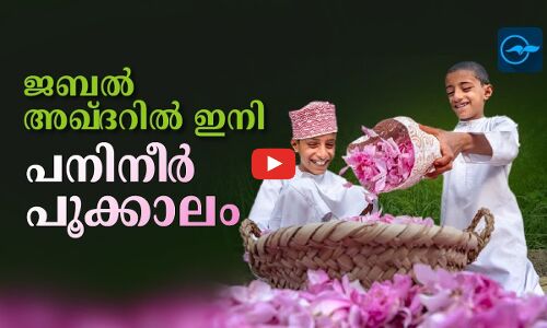 ജബൽ അഖ്​ദറിൽ ഇനി പനിനീർപൂക്കാലം