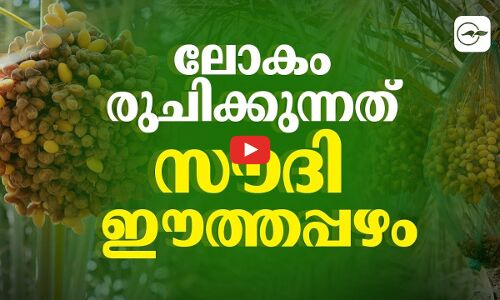 ലോകം രുചിക്കുന്നത് സൗദി ഈത്തപ്പഴം...