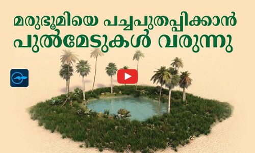 മരുഭൂമിയെ പച്ചപുതപ്പിക്കാൻ പു​ൽ​മേ​ടു​ക​ൾ വരുന്നു