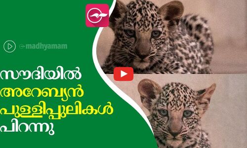 സൗദിയിൽ രണ്ട് അറേബ്യൻ പുള്ളിപ്പുലികൾ പിറന്നു
