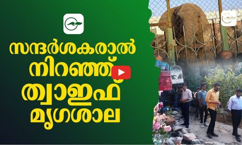 സന്ദർശകരാൽ നിറഞ്ഞ് ത്വാഇഫ് മൃഗശാല…