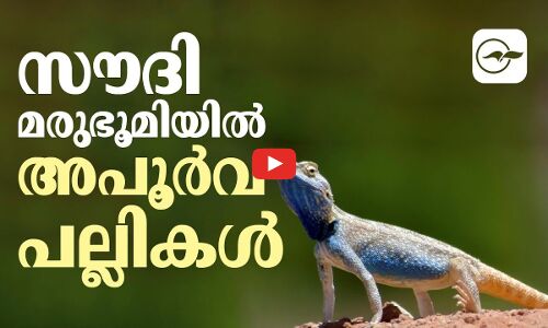 സൗദി മരുഭൂമിയിൽ അപൂർവ പല്ലികൾ