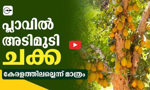 പ്ലാവിൽ​ അടിമുടി ചക്ക; ​കേരളത്തിലല്ലെന്ന് മാത്രം