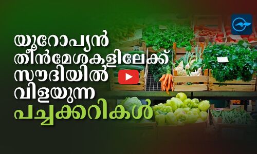 യൂറോപ്യൻ തീൻമേശകളിലേക്ക്  സൗദിയിൽ വിളയുന്ന​ പച്ചക്കറികൾ