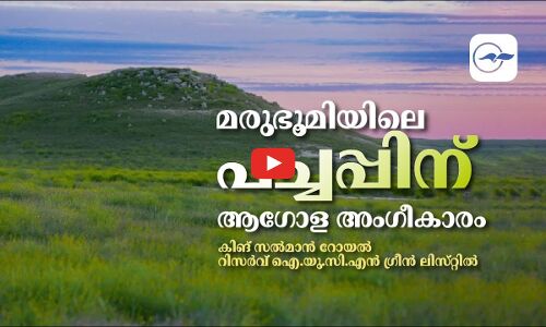 മരുഭൂമിയിലെ പച്ചപ്പിന്​ ആഗോള അംഗീകാരംകിങ്​ സൽമാൻ റോയൽ റിസർവ്​ ഐ.യു.സി.എൻ ഗ്രീൻ ലിസ്​റ്റിൽ