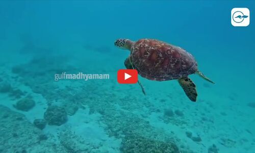 ശൈ​ത്യ​കാ​ല വി​നോ​ദ​സ​ഞ്ചാ​രി​ക​ളെ വ​ര​വേ​ൽ​ക്കാ​ൻ മു​സ​ന്ദം