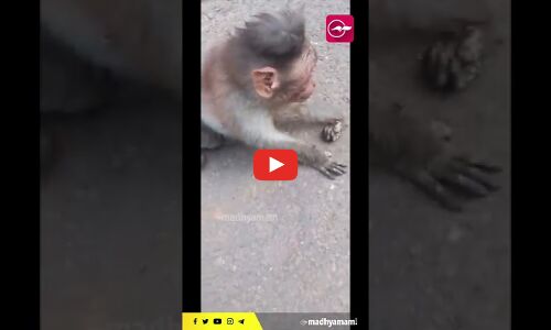 ഷോക്കടിച്ചു വീണ കുരങ്ങിന് സി.പി.ആർ നൽകി ട്രോമ കെയർ വളണ്ടിയർ, കൈയ്യടിച്ച് സോഷ്യൽ മീഡിയ