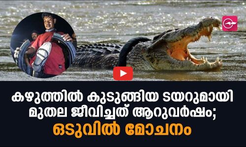 കഴുത്തിൽ കുടുങ്ങിയ ടയറുമായി മുതല ജീവിച്ചത് ആറുവർഷം; ഒടുവിൽ മോചനം
