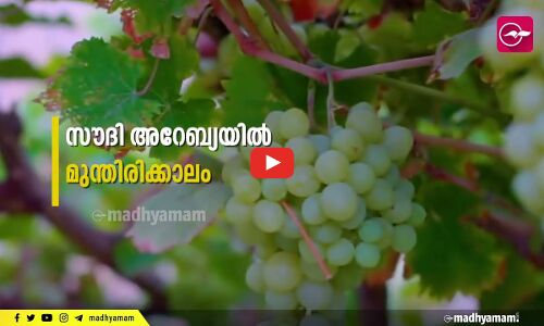 സൗദി അറേബ്യയിലെ മുന്തിരിക്കാലം കണ്ടിട്ടുണ്ടോ ?