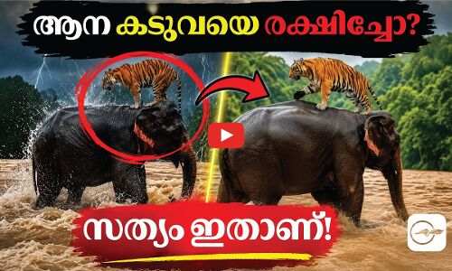 ആന കടുവയെ രക്ഷിച്ചോ? ഞെട്ടിക്കുന്ന സത്യം ഇതാണ്!