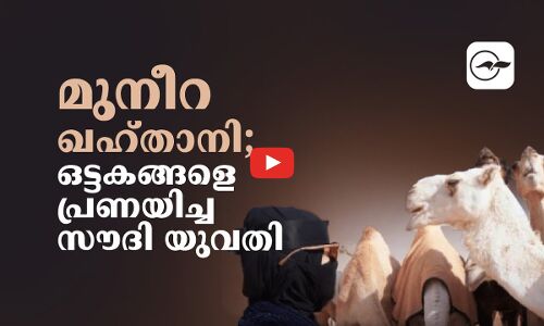 മുനീറ ഖഹ്​താനി; ഒട്ടകങ്ങളെ പ്രണയിച്ച സൗദി യുവതി
