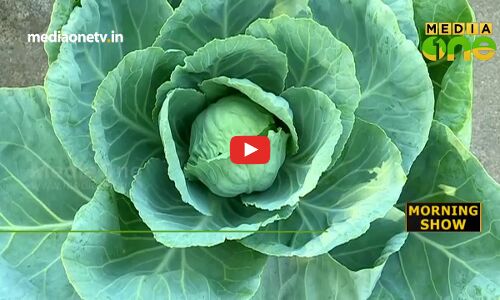 വീട്ടിലേക്കാവശ്യമുള്ള പച്ചക്കറികള്‍ മട്ടുപ്പാവില്‍