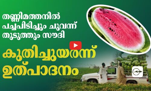 തണ്ണിമത്തനിൽ പച്ചപിടിച്ചും ചുവന്ന്​ തുടുത്തും സൗദി, കുതിച്ചുയർന്ന്​ ഉത്​പാദനം